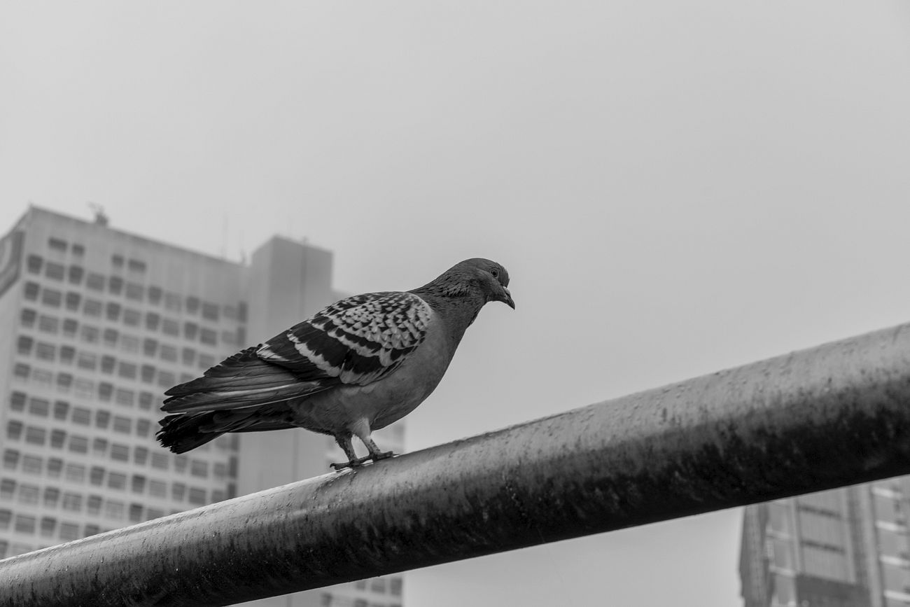 Pigeon on rail, monotone