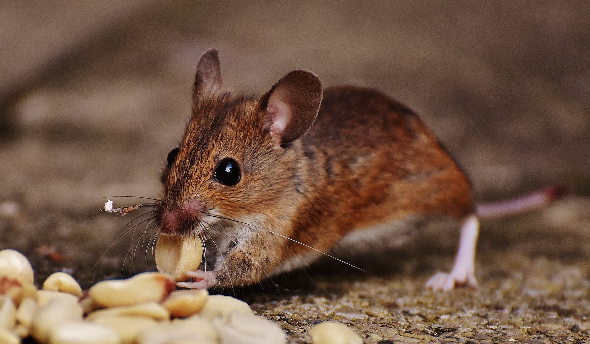 Ratten – Nachhaltig